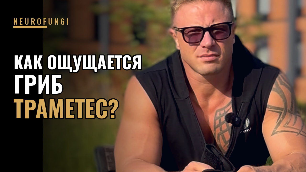 Как ощущается траметес?